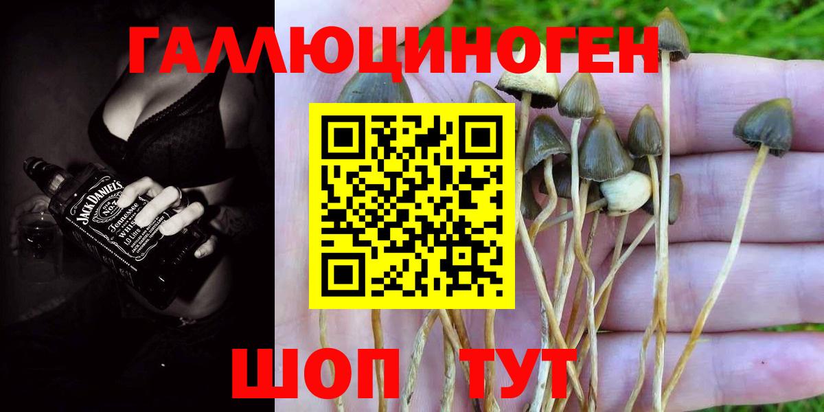 Псилоцибиновые грибы Psilocybe Анжеро-Судженск